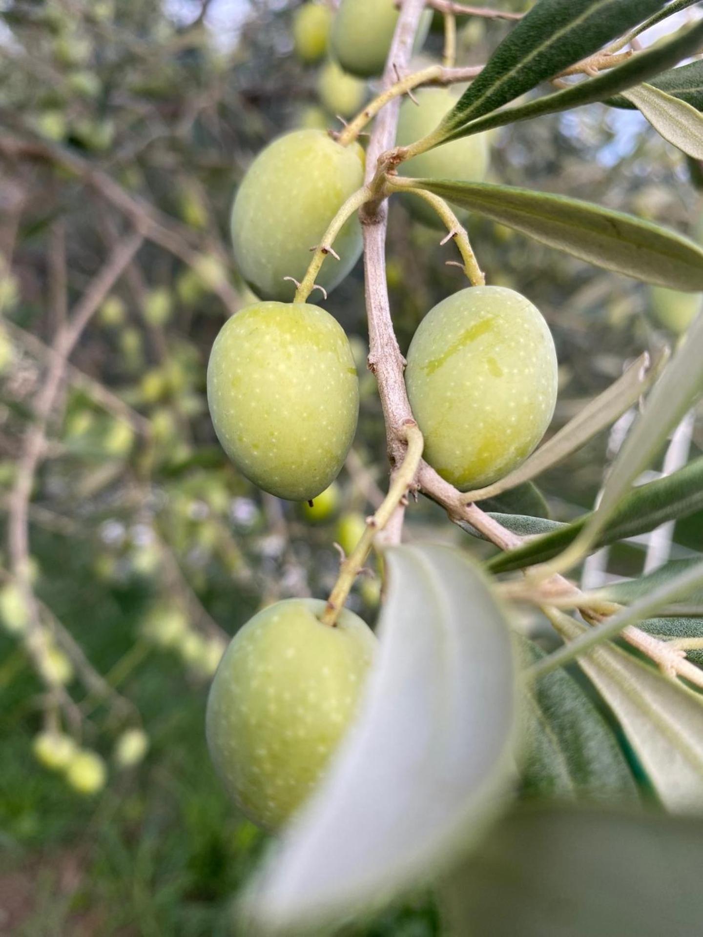 Agriturismo La Luciana Castiglione della Pescaia Ngoại thất bức ảnh
